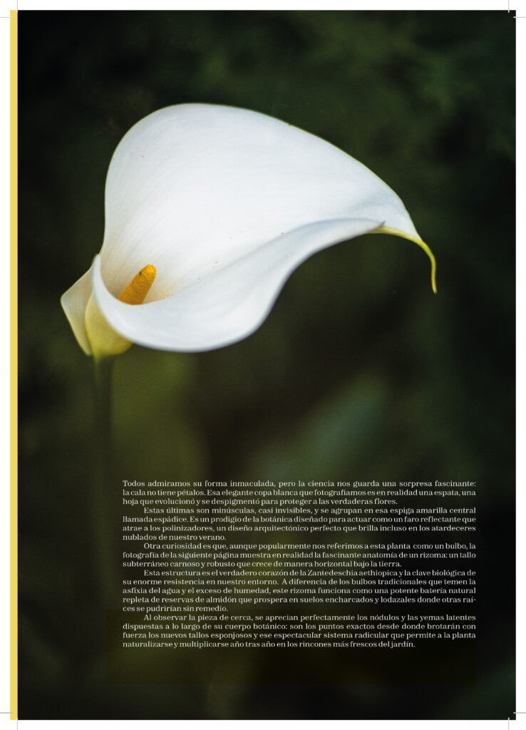 260710_plantilla_liken_A4_Página_05